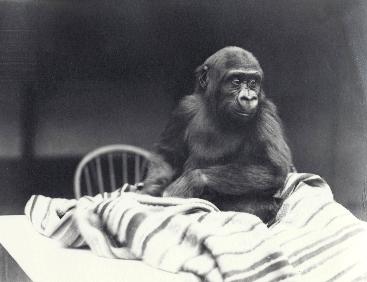 Fiatal gorilla „John David”, egy asztalon ül egy takaróval a londoni állatkertben 5 évesen, 1919. augusztus alkotó: Frederick William Bond