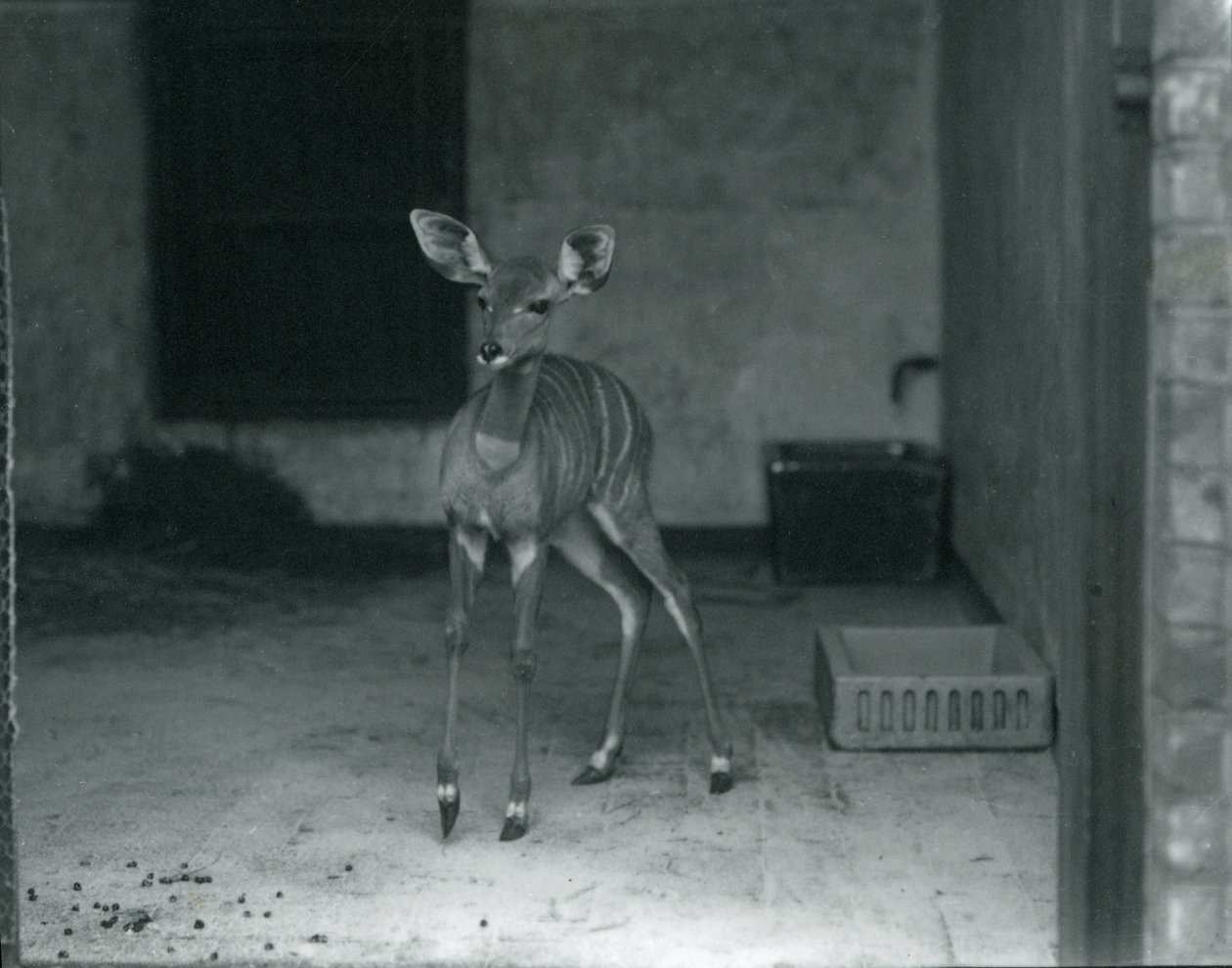Fiatal Lesser Kudu a Londoni Állatkertben, 1914 alkotó: Frederick William Bond
