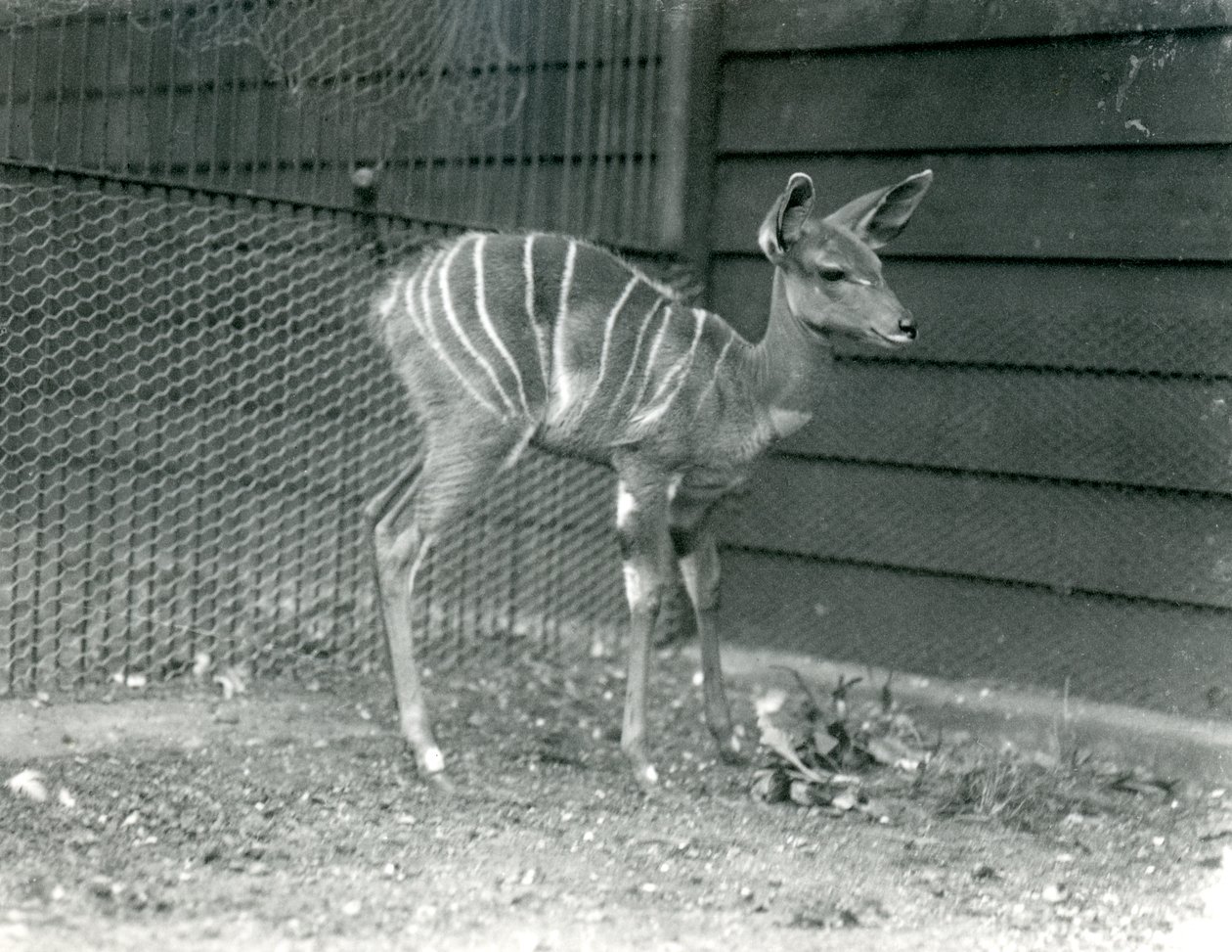 Fiatal Lesser Kudu a Londoni Állatkertben, 1914. alkotó: Frederick William Bond
