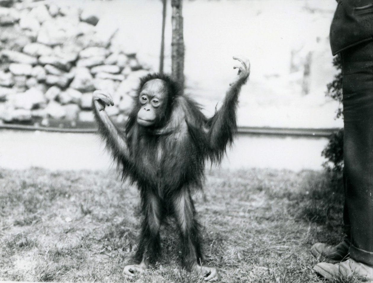 Fiatal orangután a londoni állatkertben, 1915. június alkotó: Frederick William Bond