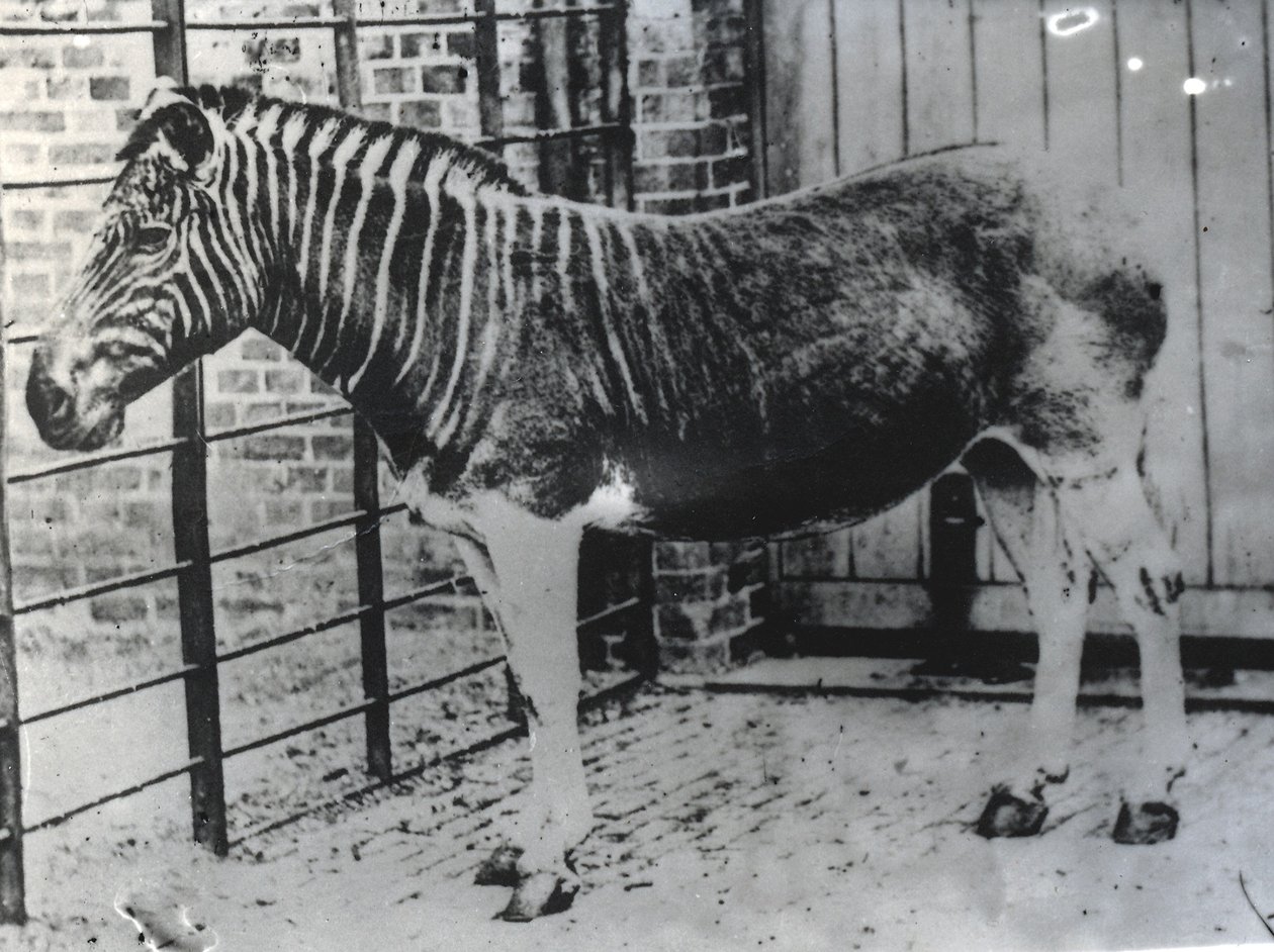 Quagga a ZSL londoni állatkertben, valószínűleg 1870 nyara (fekete-fehér fotó) alkotó: Frederick York
