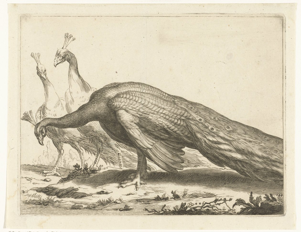 pávák Abraham Bloemaert rajzkönyve (sorozat címe) alkotó: Frederick Bloemaert