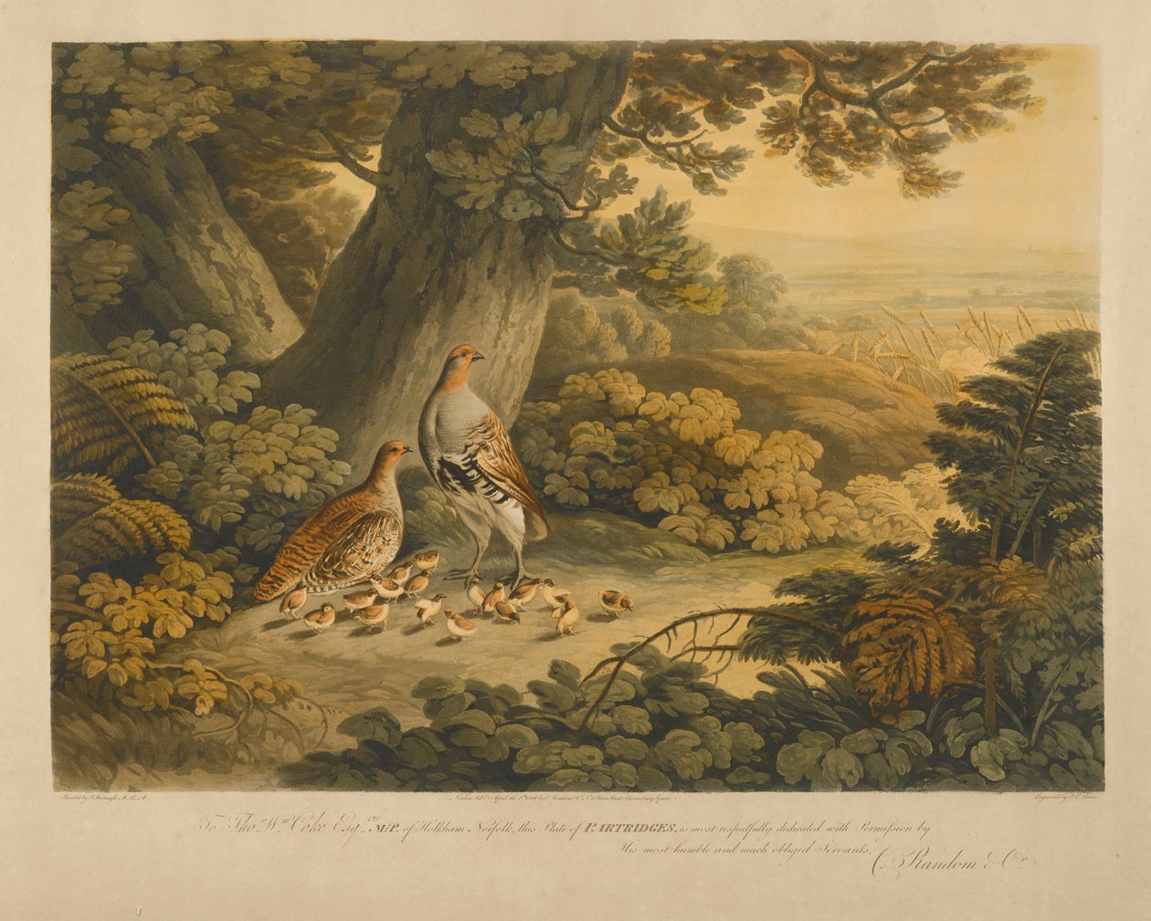 Fogoly (színes gravírozás) alkotó: Frederick Christian Lewis