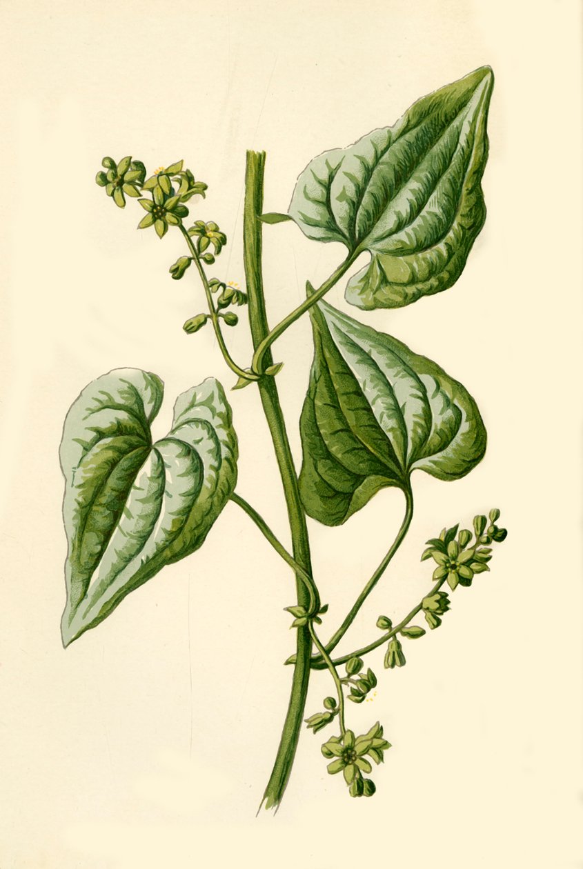 Black Bryony, 1877. alkotó: Frederick Edward Hulme