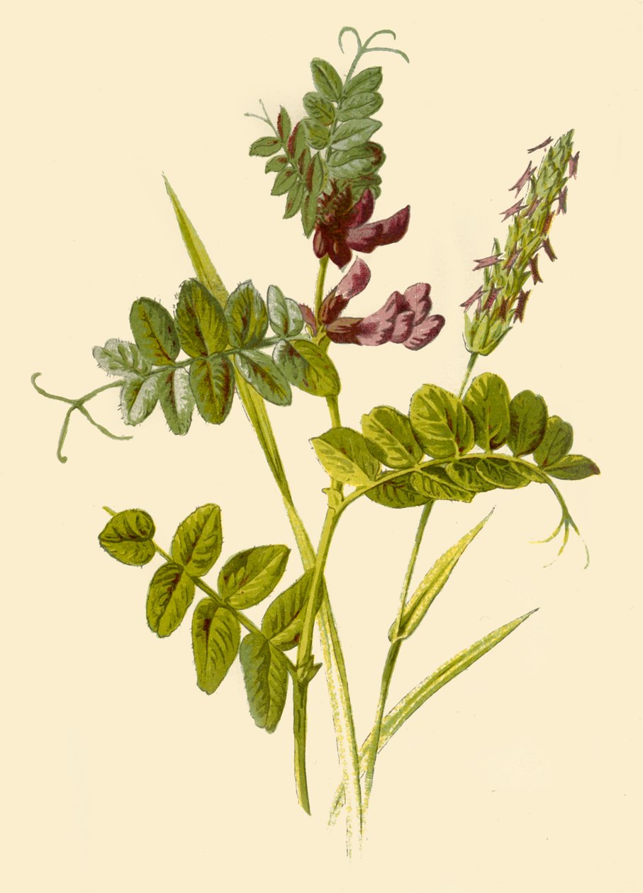 Bokor-bükköny és édes illatú tavaszi fű, 1877. alkotó: Frederick Edward Hulme