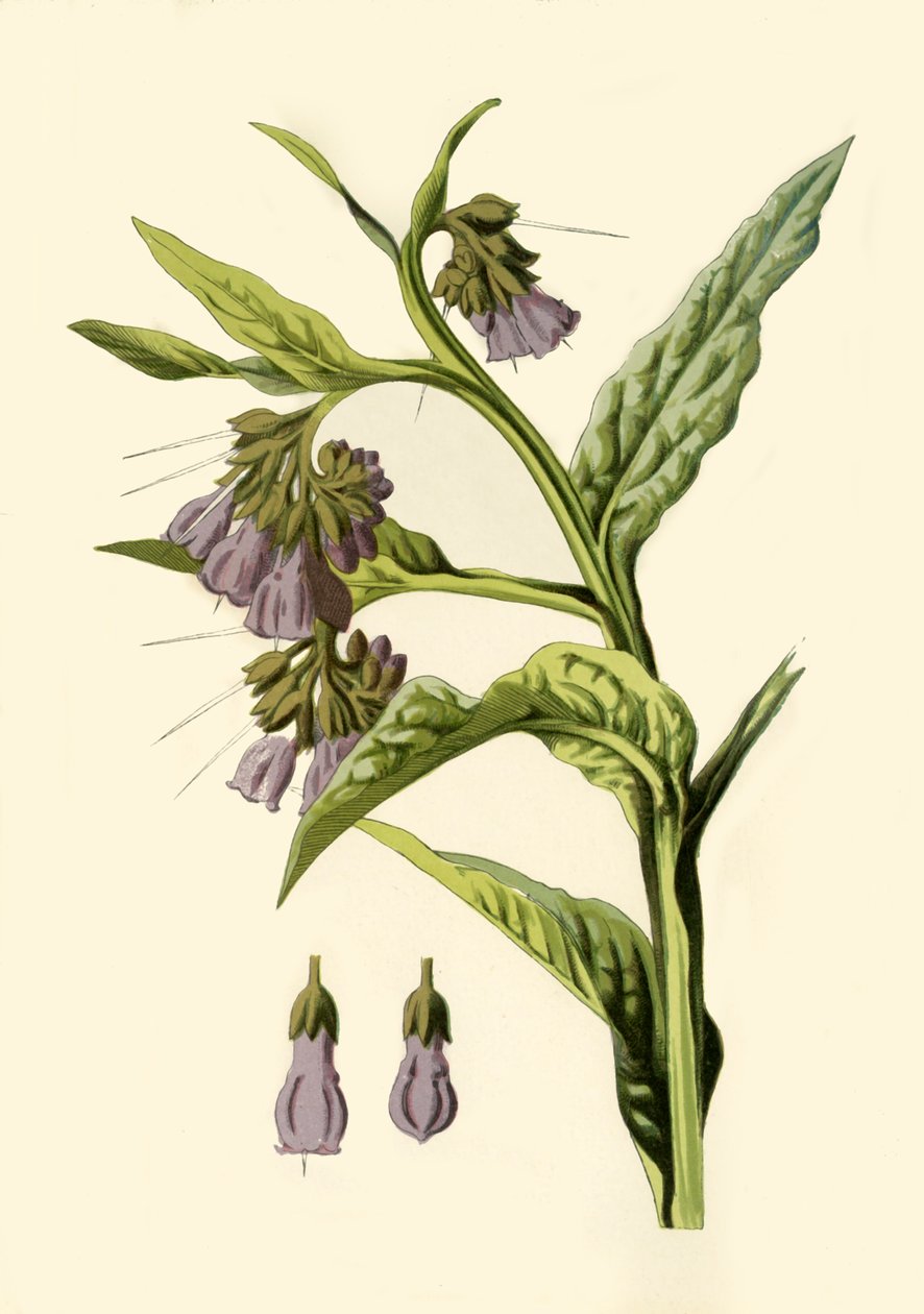 Comfrey, 1877. alkotó: Frederick Edward Hulme