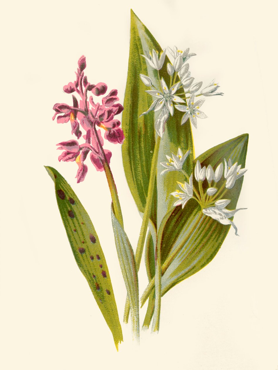 Közönséges orchidea és széles levelű fokhagyma, 1877. alkotó: Frederick Edward Hulme