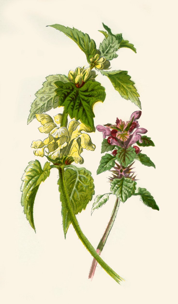 Halott csalán – vörös-fehér, 1877. alkotó: Frederick Edward Hulme