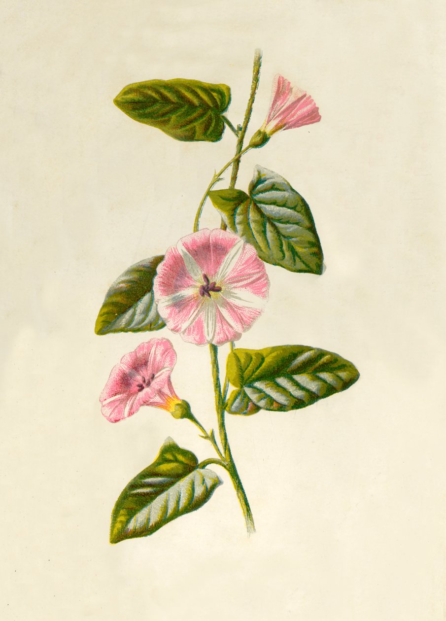 Field-Convolvulus, 1877. alkotó: Frederick Edward Hulme