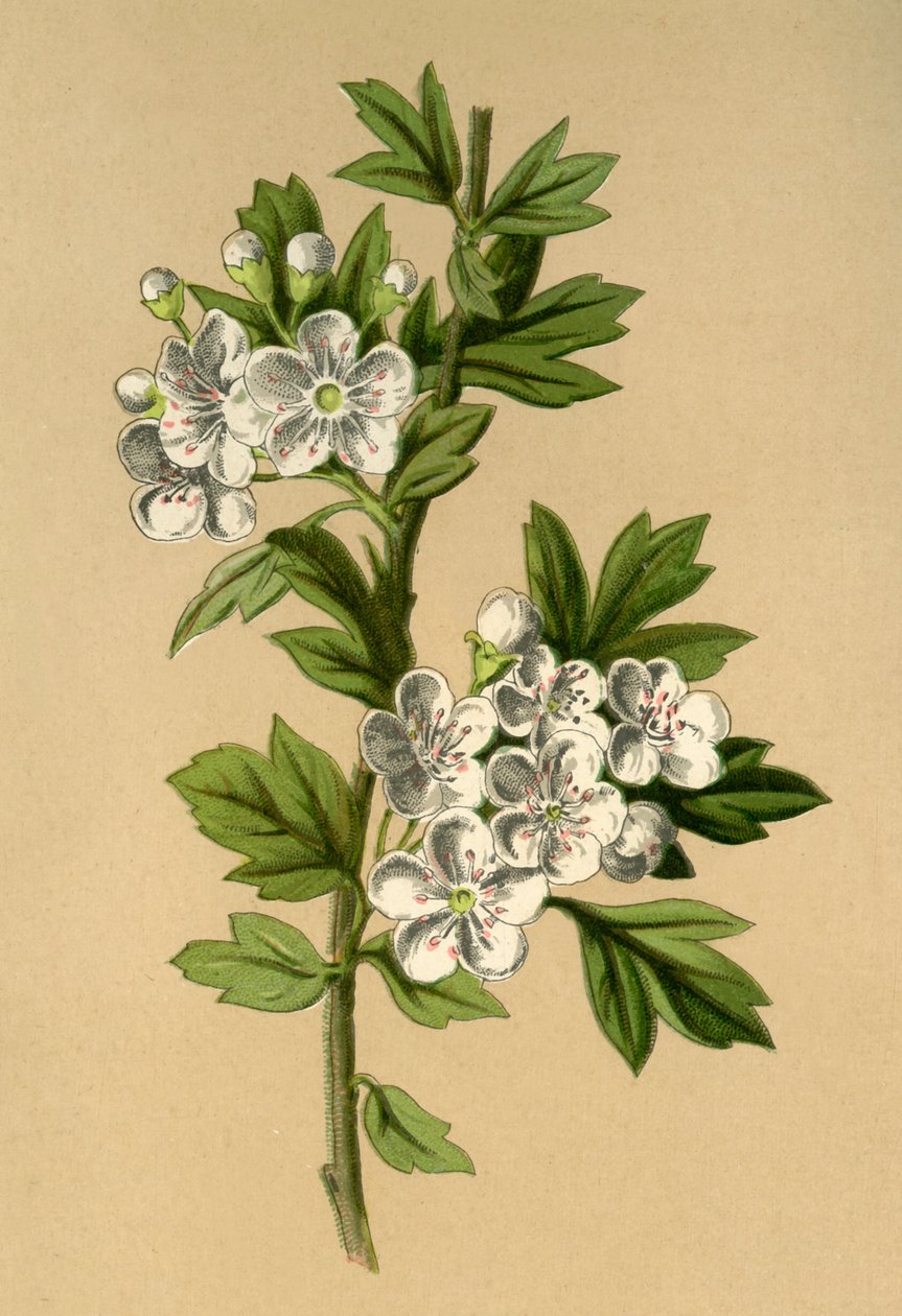 Hawthorn, 1877. alkotó: Frederick Edward Hulme