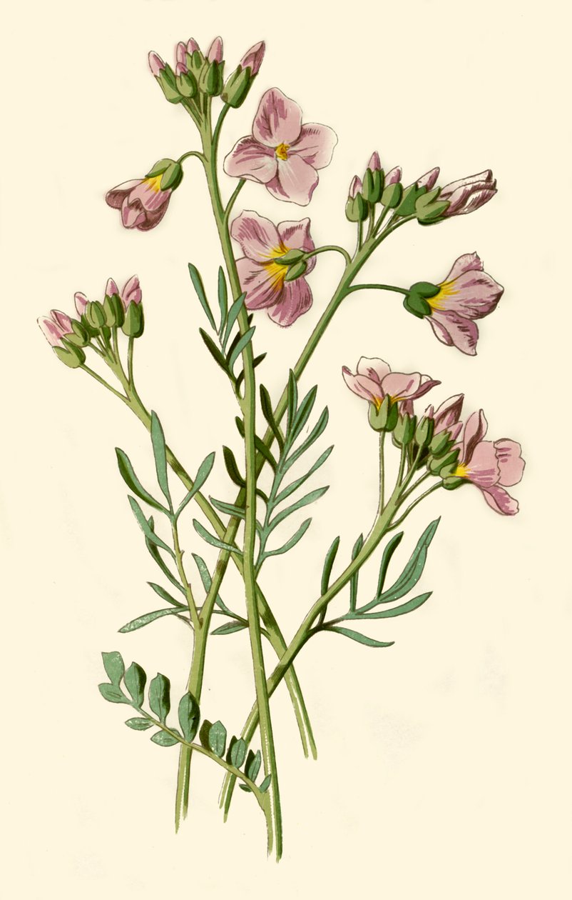 Ladys Smock, keserűtorma vagy kakukkvirág, 1877. alkotó: Frederick Edward Hulme