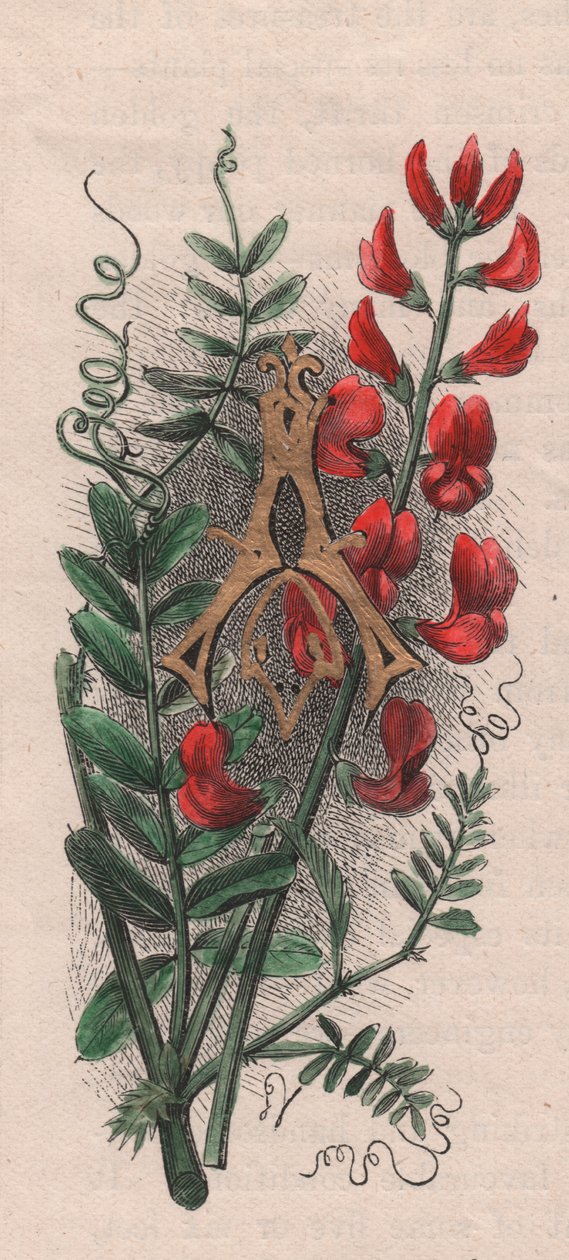 Letter A, drop cap letter, watercolor engraving, cm 10x5, by Frederick Edward Hulme (1841-1909) from The familiar Garden Flower, circa 1880 alkotó: Frederick Edward Hulme