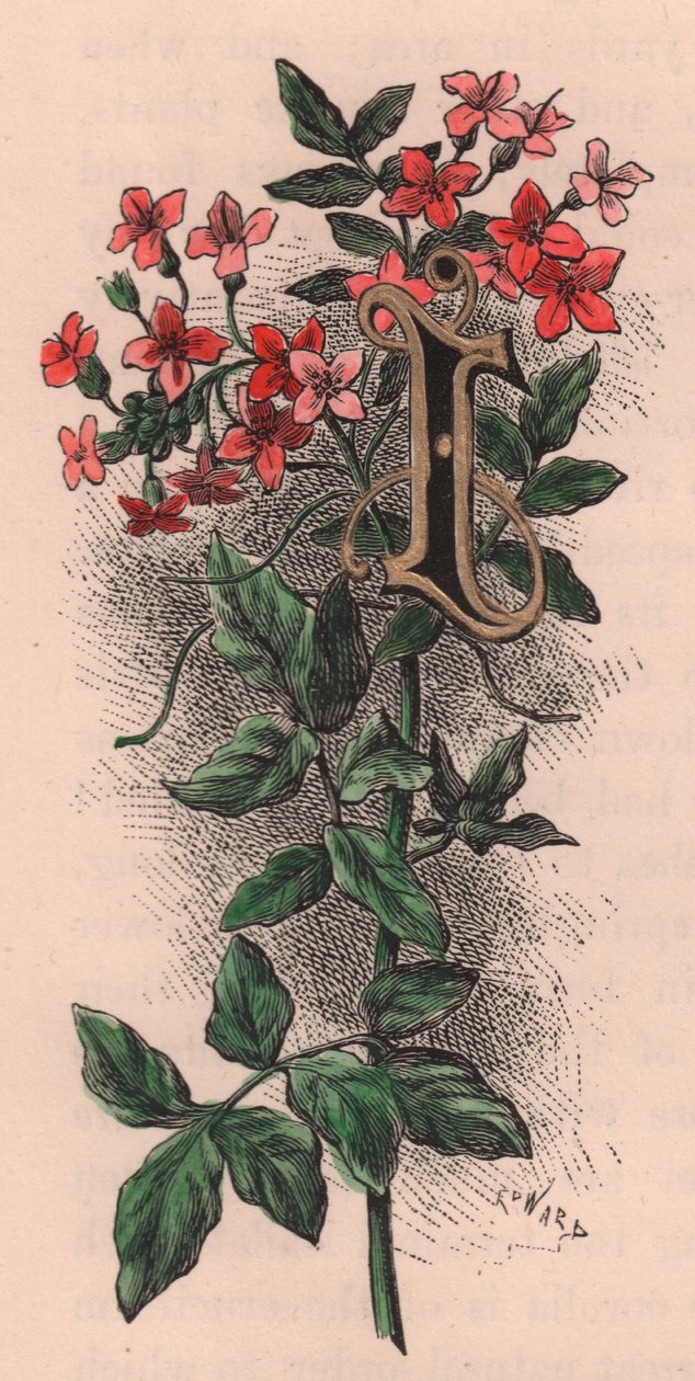 I. levél, kupaklevél, akvarell metszet, 10x5 cm, Frederick Edward Hulme (1841-1909) Az ismerős kerti virágból, 1880 körül alkotó: Frederick Edward Hulme