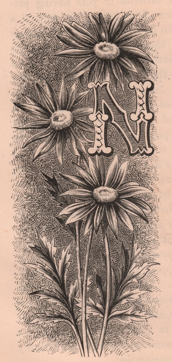 N betű, kupaklevél, metszet, 10x5 cm, Frederick Edward Hulme (1841-1909) Az ismerős kerti virágból, 1880 körül alkotó: Frederick Edward Hulme