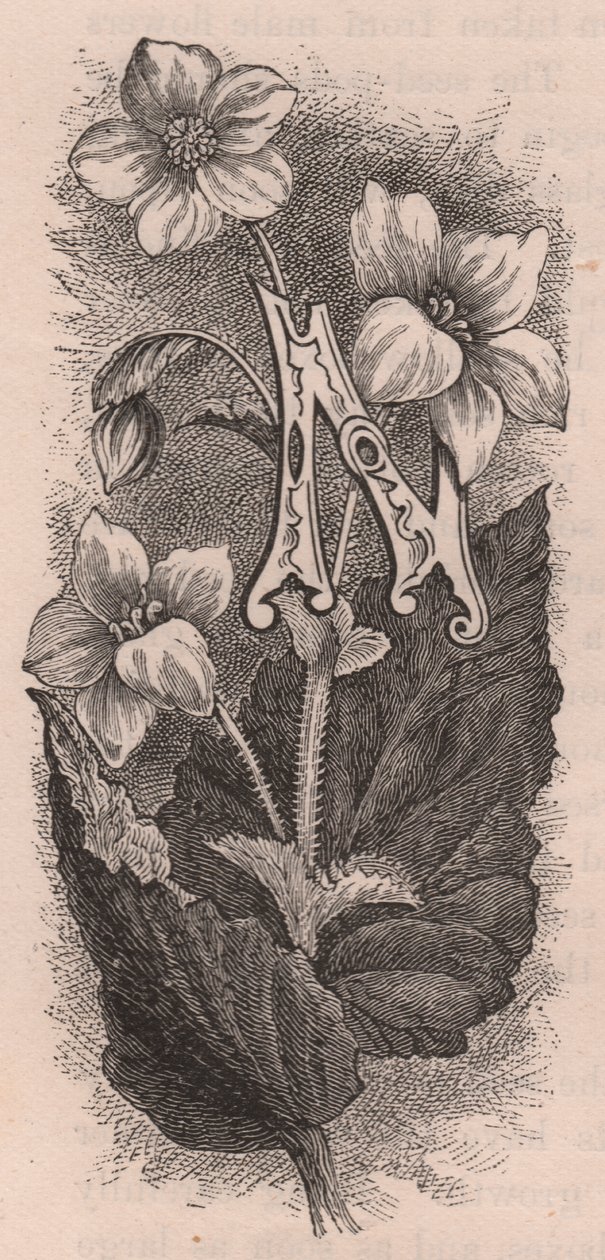 N betű, kupaklevél, metszet, 10x5 cm, Frederick Edward Hulme (1841-1909) Az ismerős kerti virágból, 1880 körül alkotó: Frederick Edward Hulme