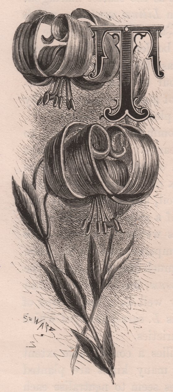 T betű, kupakbetű, metszet, 10x5 cm, Frederick Edward Hulme (1841-1909) Az ismerős kerti virágból, 1880 körül alkotó: Frederick Edward Hulme