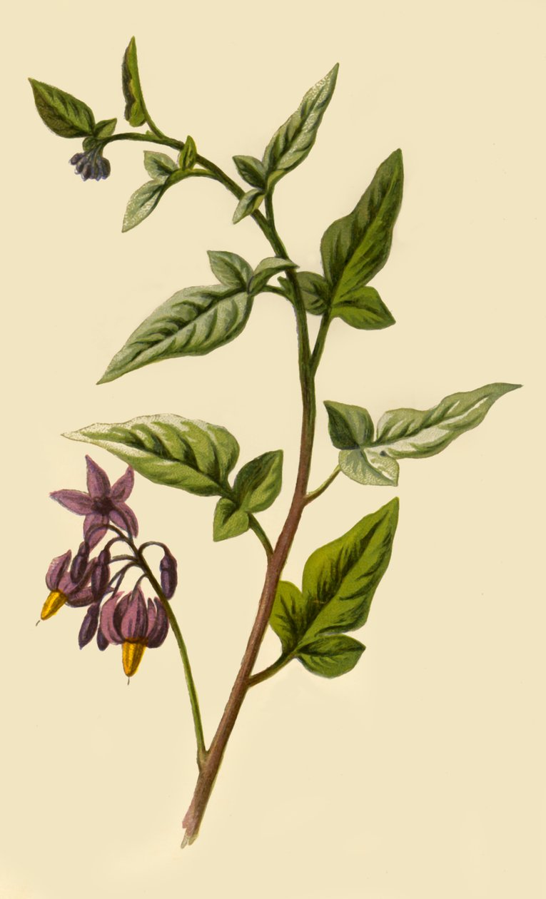 Woody – Nightshade, 1877. alkotó: Frederick Edward Hulme