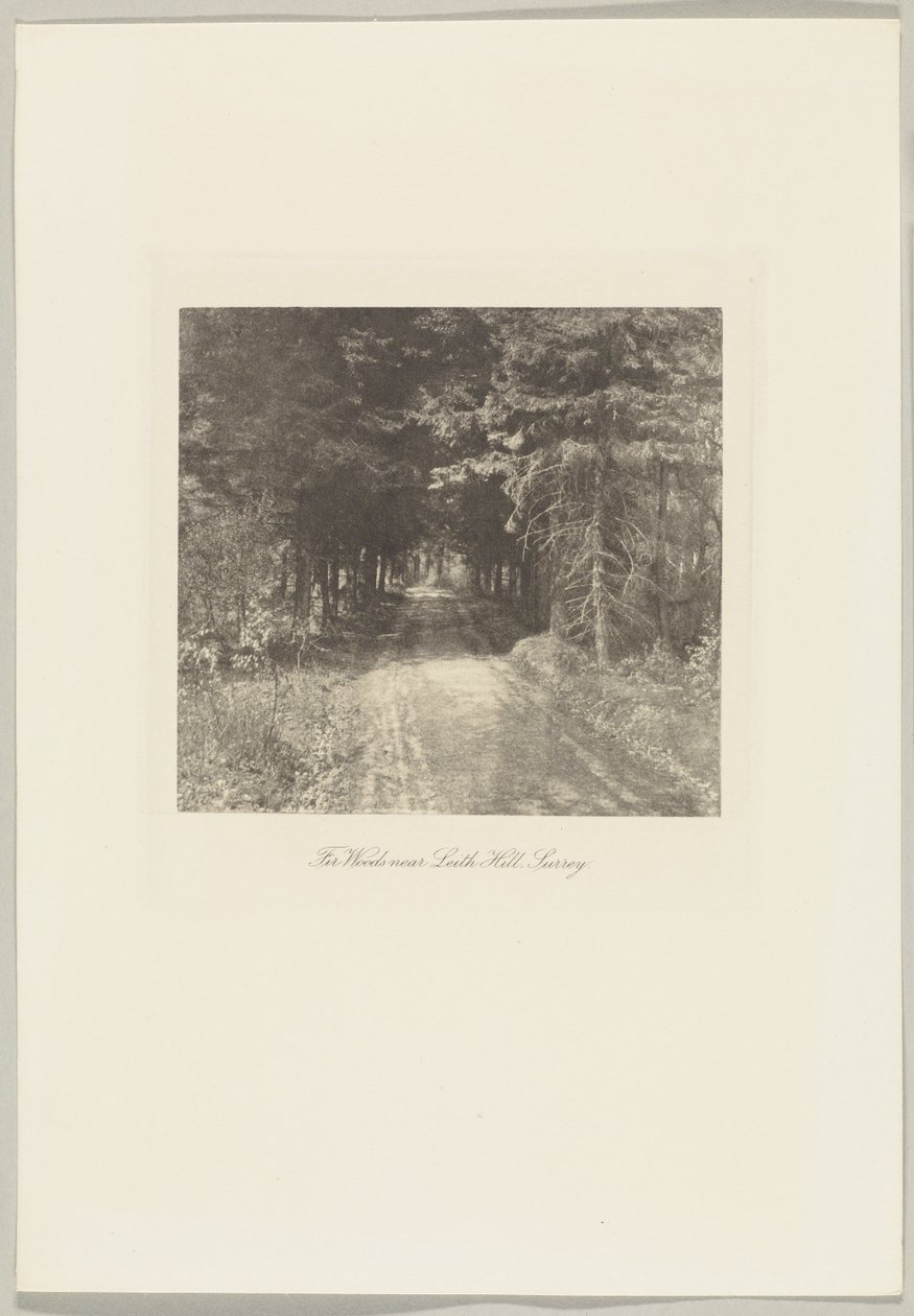 Fir Woods közel Leith Hill, Surrey alkotó: Frederick H. Evans
