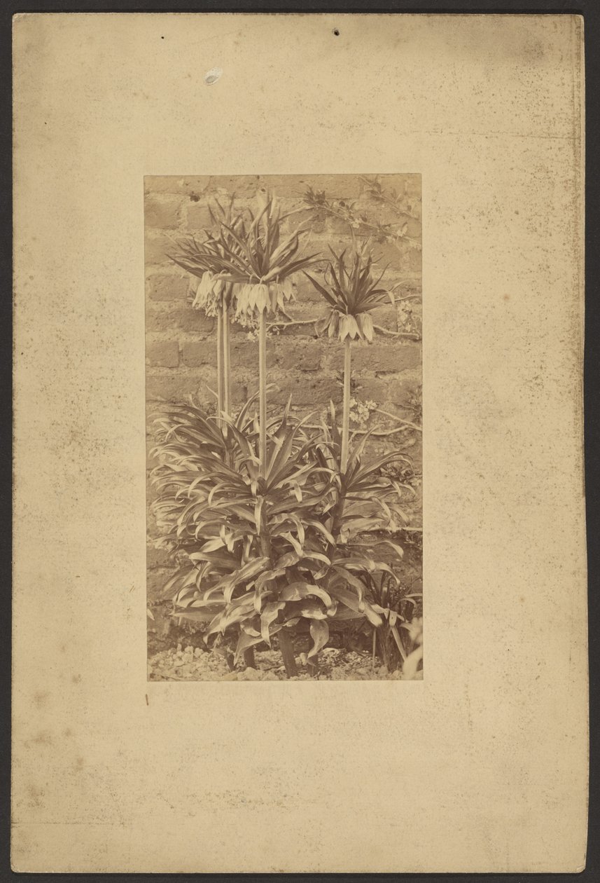 [Plant] alkotó: Frederick H. Hollyer