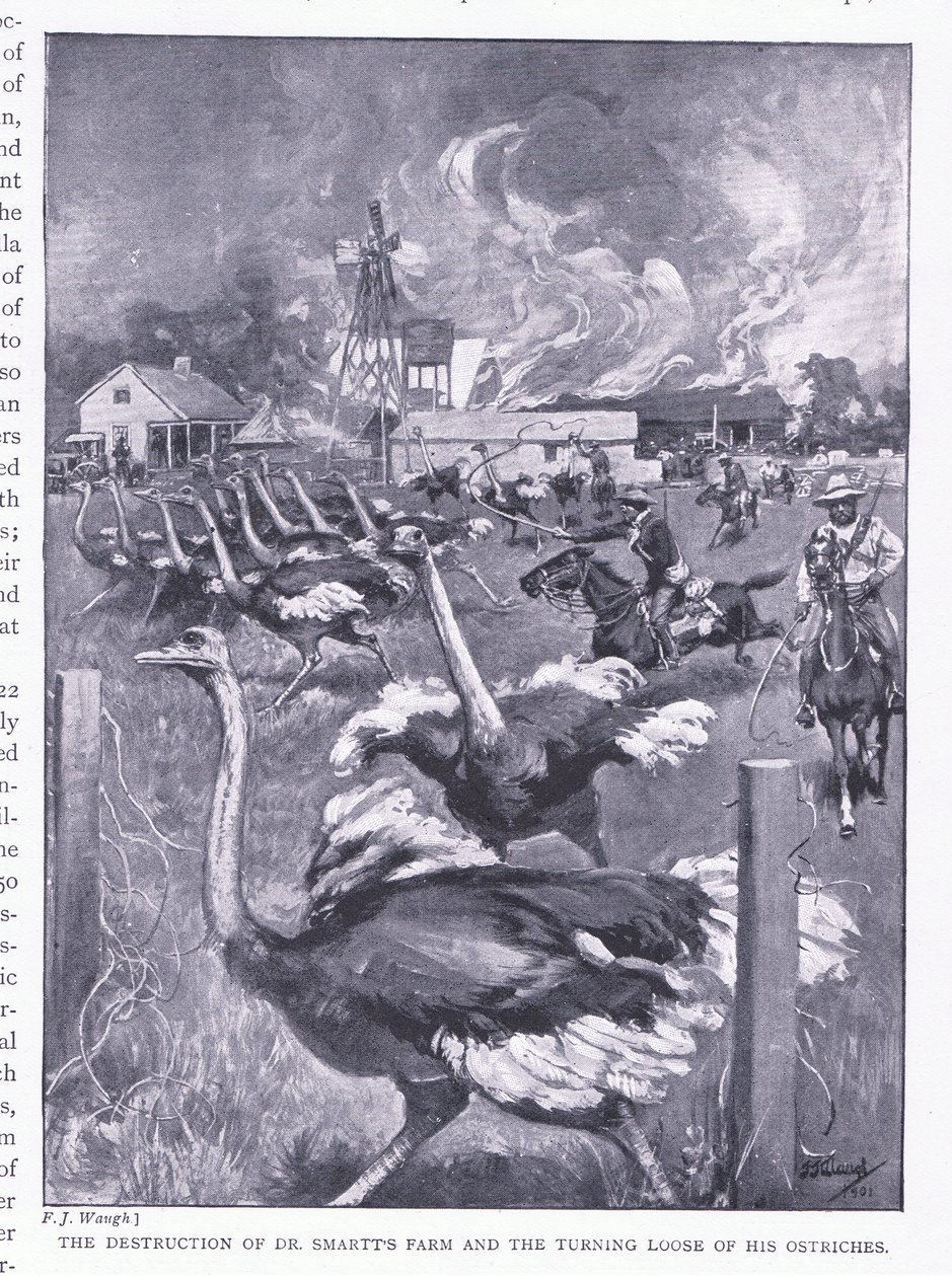 Dr. Smarts farm elpusztítása és a struccok elszabadulása a Harmsworth Bros Limited által 1901-ben megjelent After Pretoria: The Guerilla War című könyvből alkotó: Frederick Judd Waugh