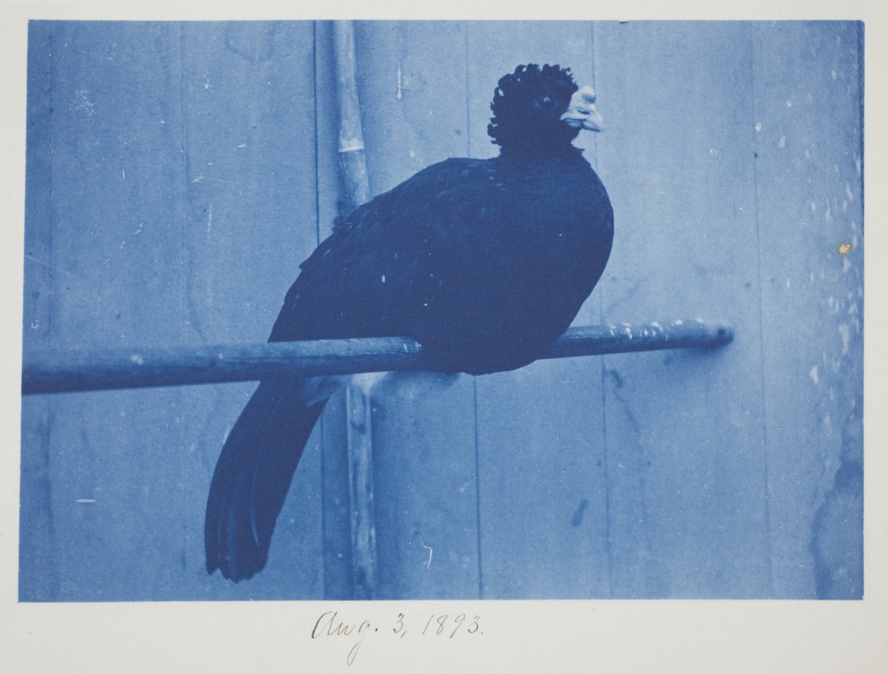 Nagy Curassow, augusztus 3 alkotó: Frederick K. Coulson