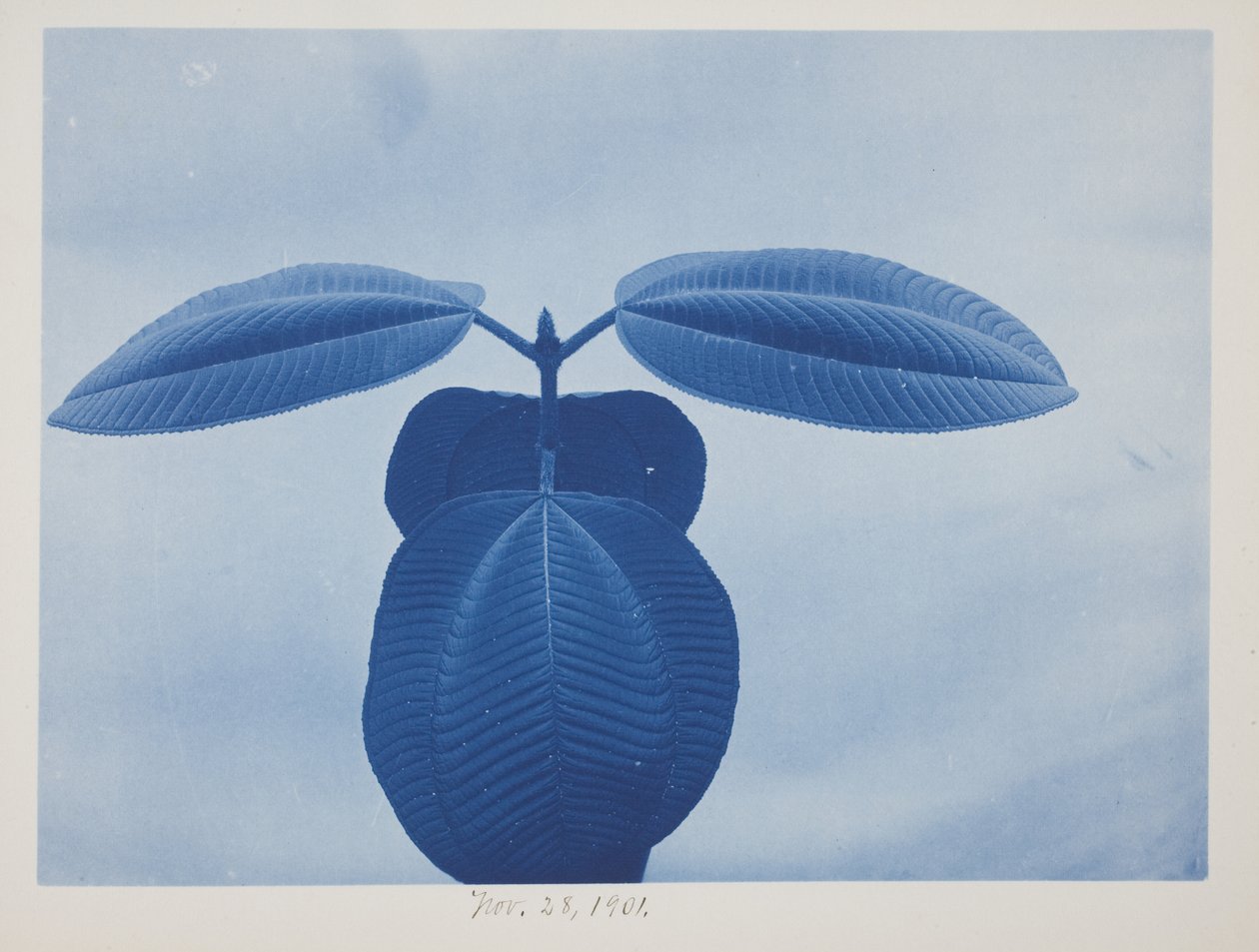 Tibouchina, november 28 alkotó: Frederick K. Coulson