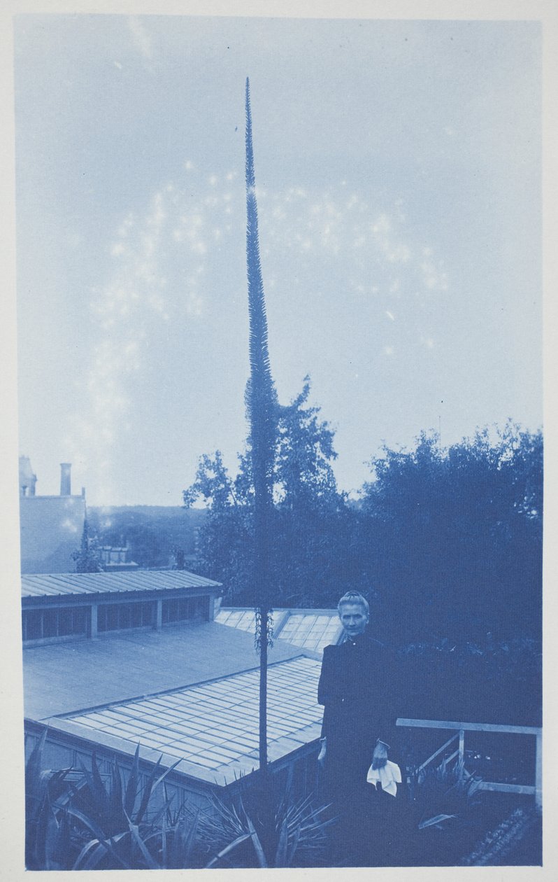 Cím nélkül, 19. század vége – 20. század eleje (cianotípia krémszínű szőtt papíron) alkotó: Frederick K. Coulson