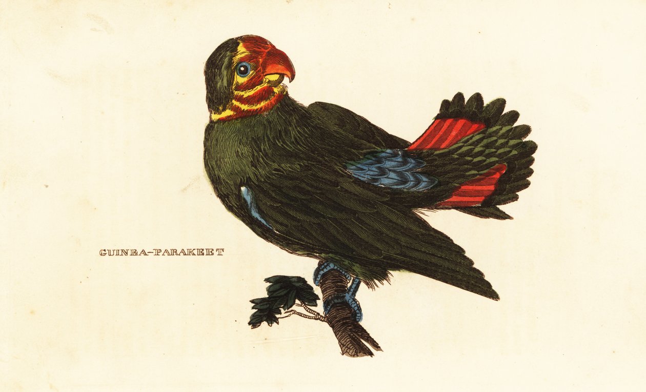 Vörösfejű szerelmesmadár, Agapornis pullarius alkotó: Frederick Polydor (after) Nodder