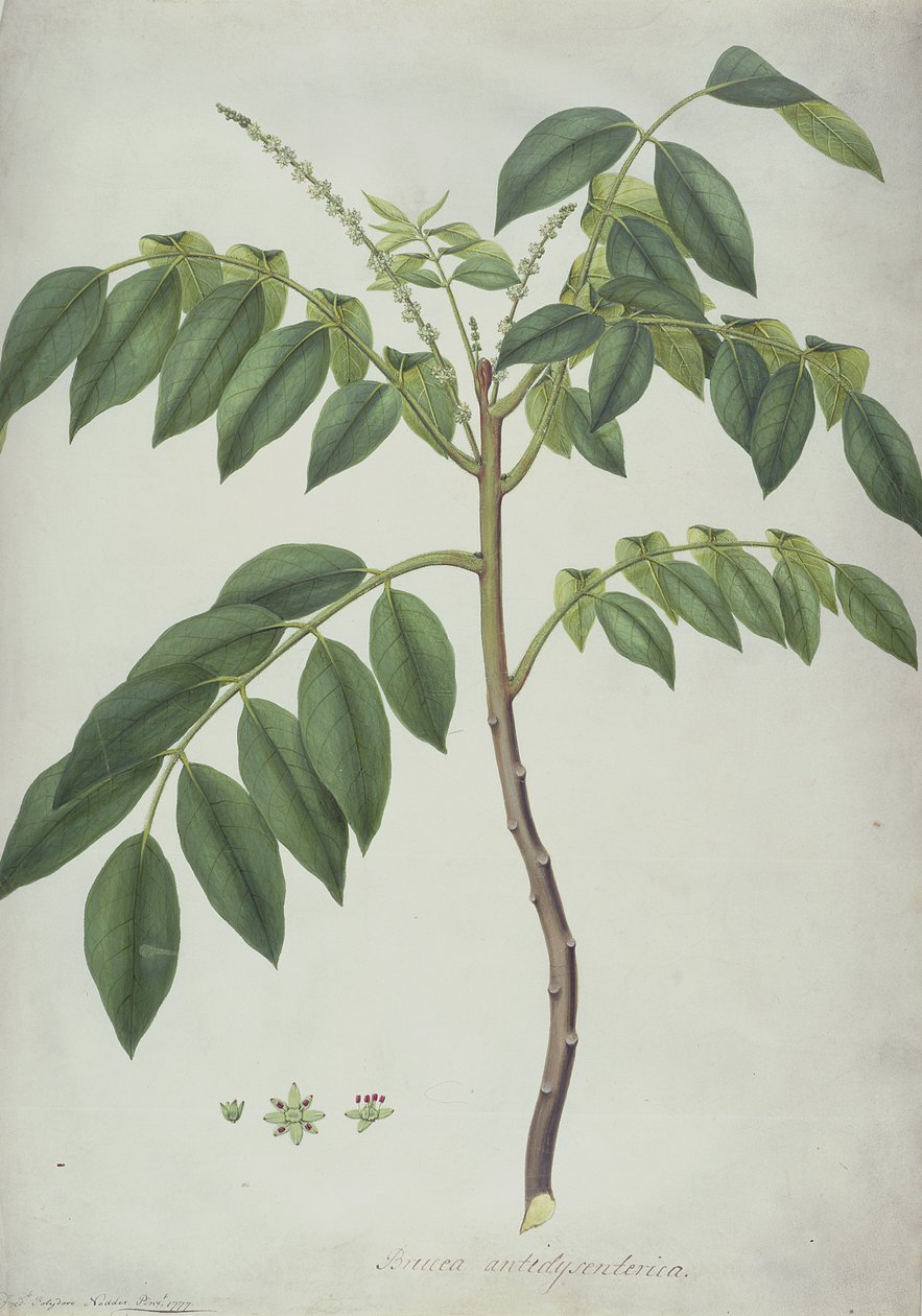 Brucea Antidysenterica, 1777 (wc und bc grafit felett, hártyán) alkotó: Frederick Polydor Nodder