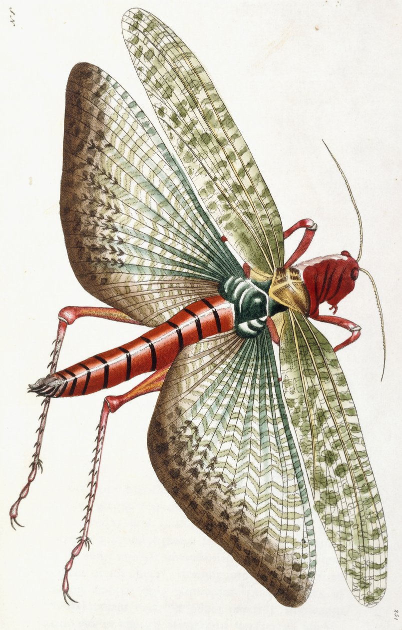 Egyiptomi sáska, 1790 alkotó: Frederick Polydor Nodder