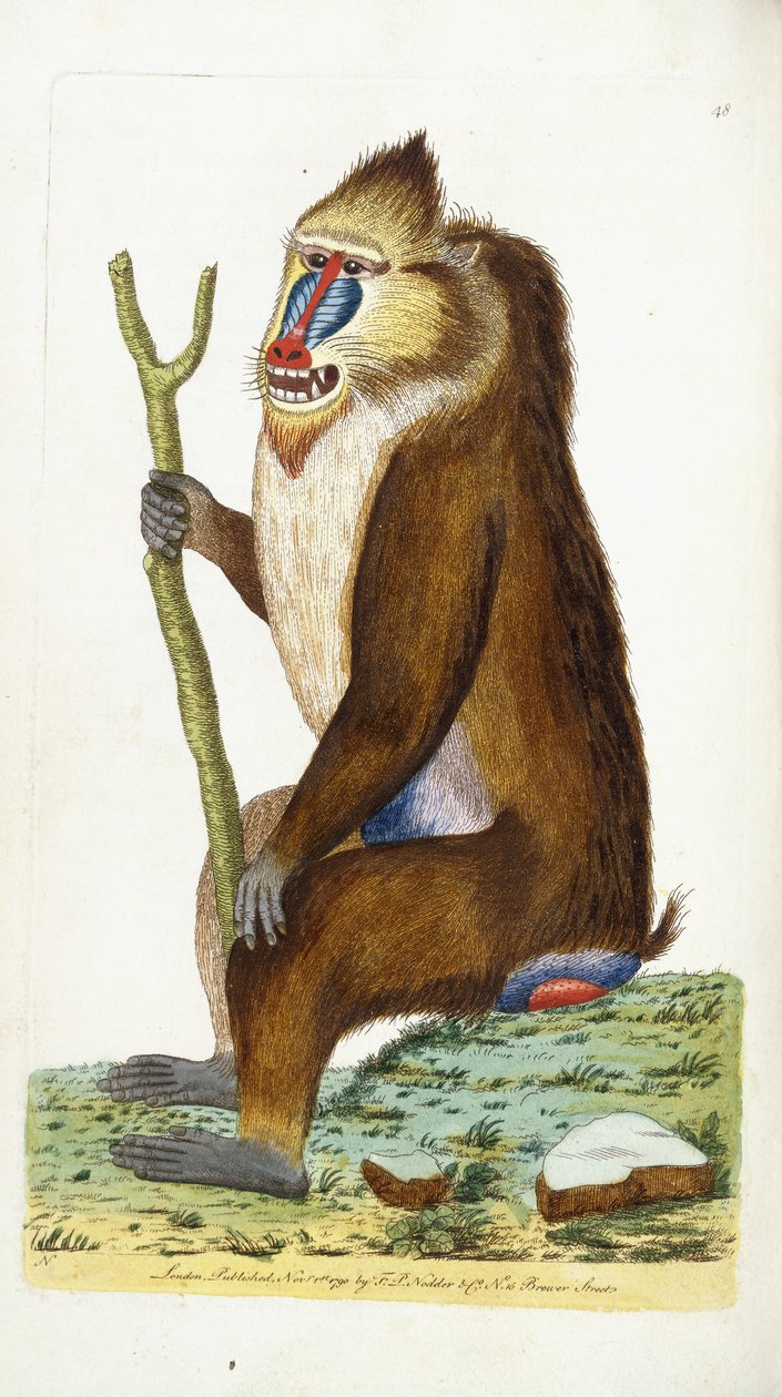 Tarka pávián vagy mandrill Mandrillus szfinx alkotó: Frederick Polydor Nodder