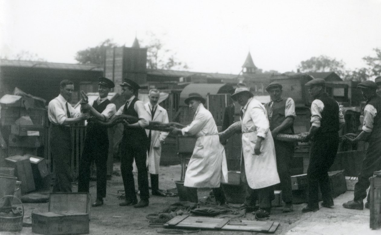 Egy 20 láb hosszú Python, amelyet az Állattani Társaság tizenegy tagja hordott, Londoni Állatkert, 1925. június alkotó: Frederick William Bond