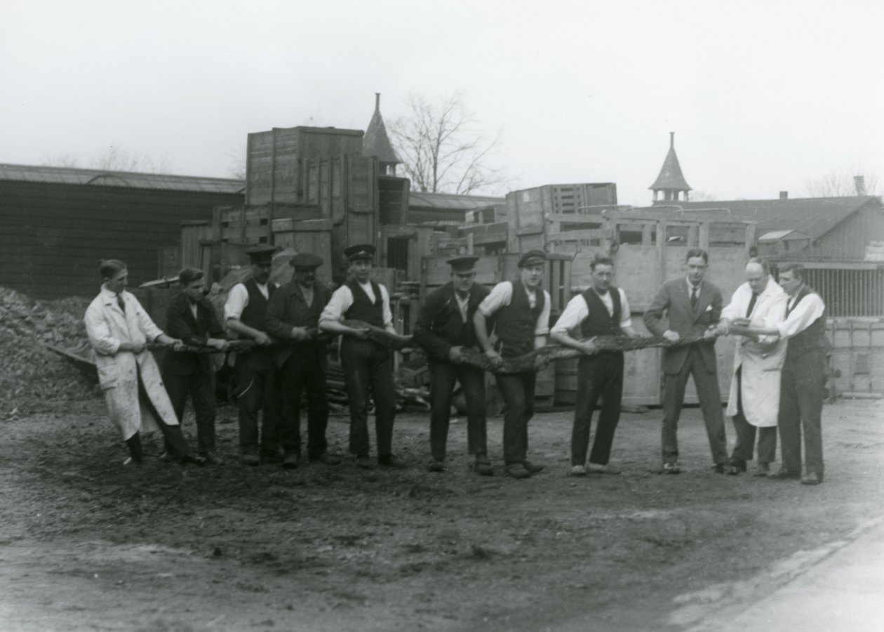 Egy 20 láb hosszú Python, amelyet az Állattani Társaság tizenegy tagja hordott, Londoni Állatkert, 1924 alkotó: Frederick William Bond