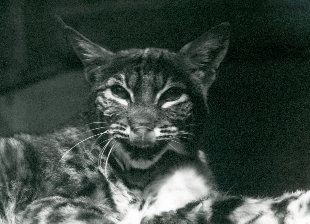 Ajkát nyalogató kishiúz bobcat, Londoni Állatkert, 1925. június alkotó: Frederick William Bond