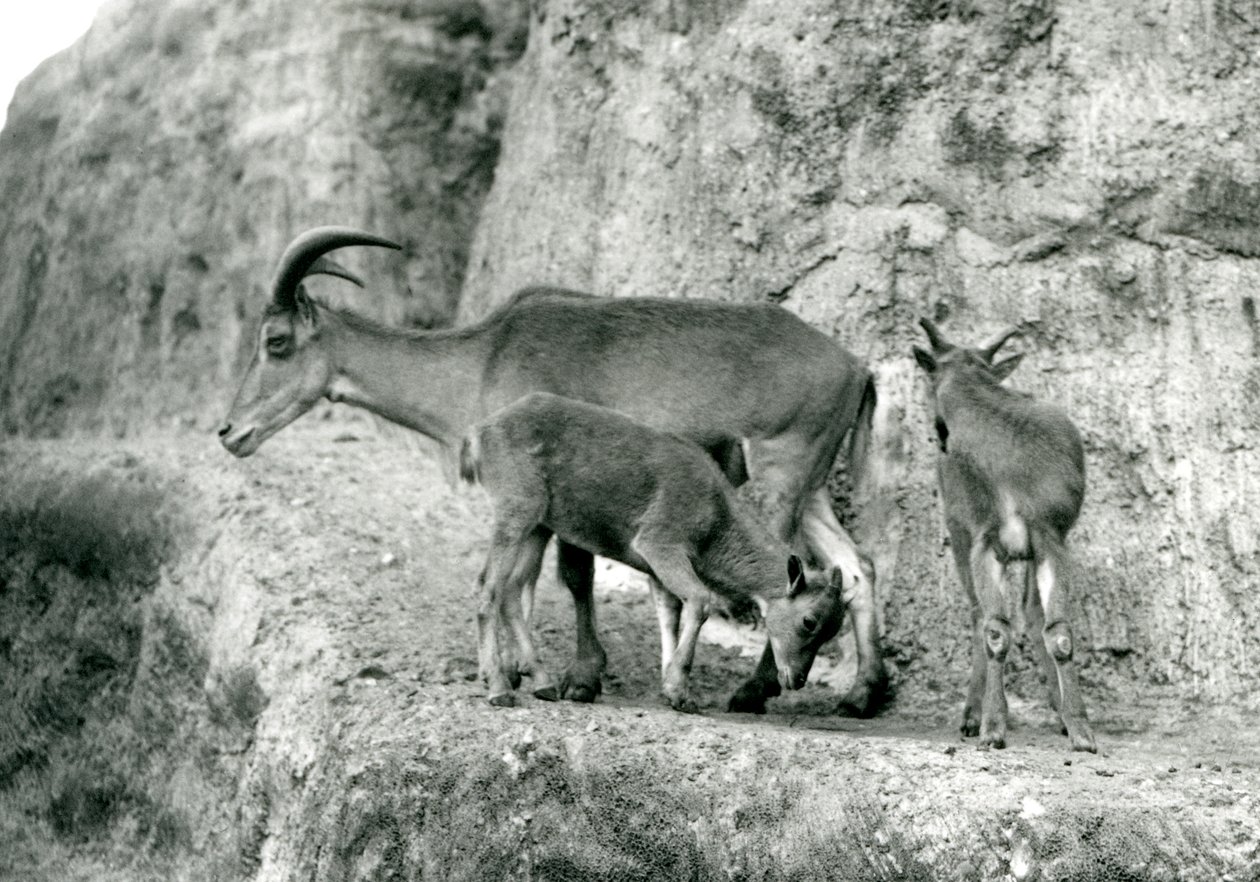 Egy barbár bárány/Aoudad/Waddan/Arui/Arruis két fiókájával áll a Mappin Terraces-en, London Állatkertben, 1927. augusztus (f/w fotó) alkotó: Frederick William Bond