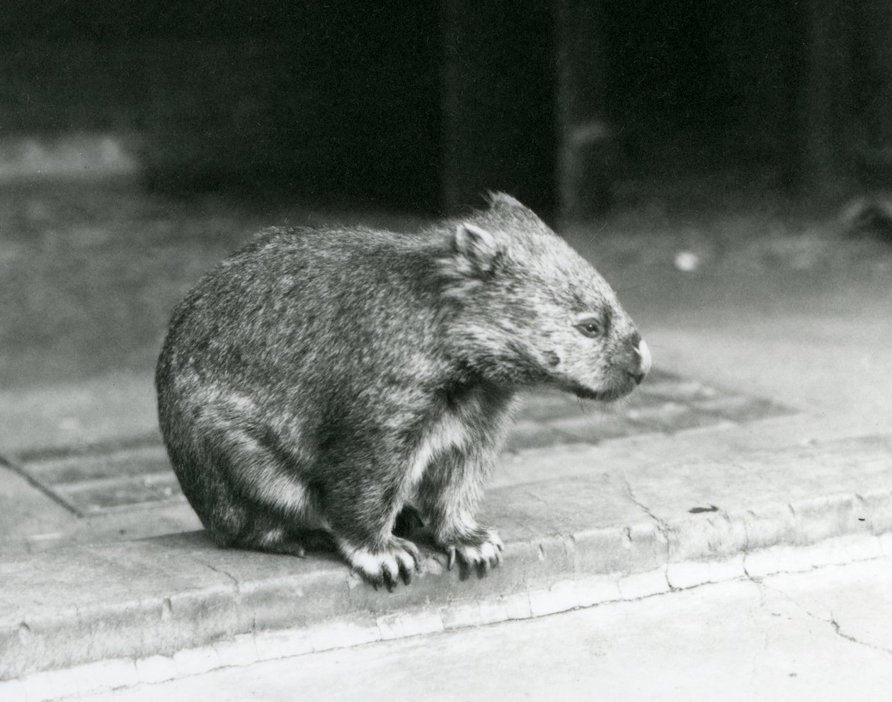 Egy csupasz orrú/közönséges/durva szőrű wombat a földön ülve a londoni állatkertben 1929-ben (f/w fotó) alkotó: Frederick William Bond