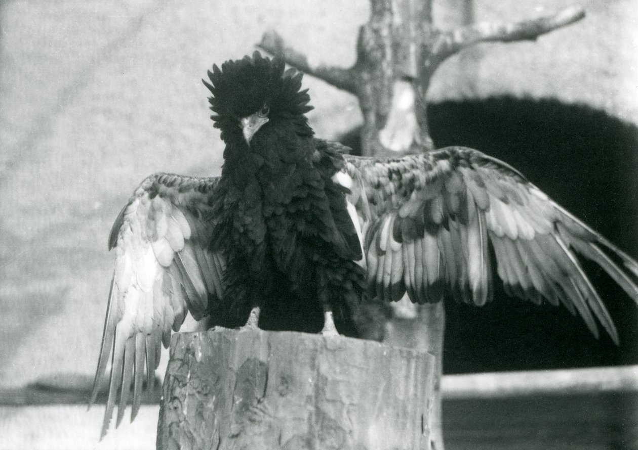 Egy Bateleur Eagle egy fatönkön áll és szárnyait tárja, Londoni Állatkert, 1925 alkotó: Frederick William Bond