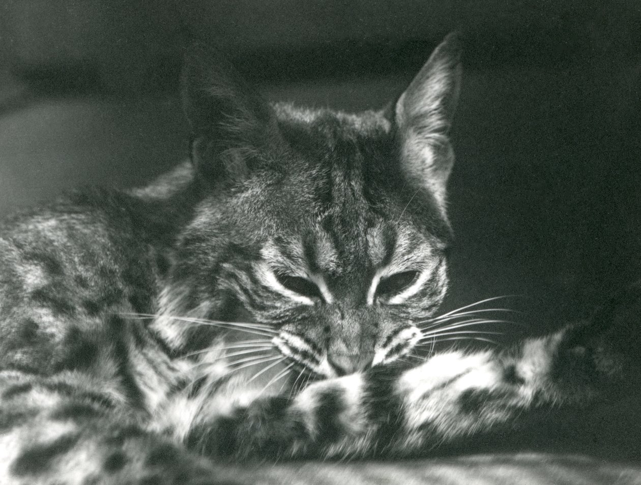 Egy Bay Lynx Bobcat ápolás alkotó: Frederick William Bond