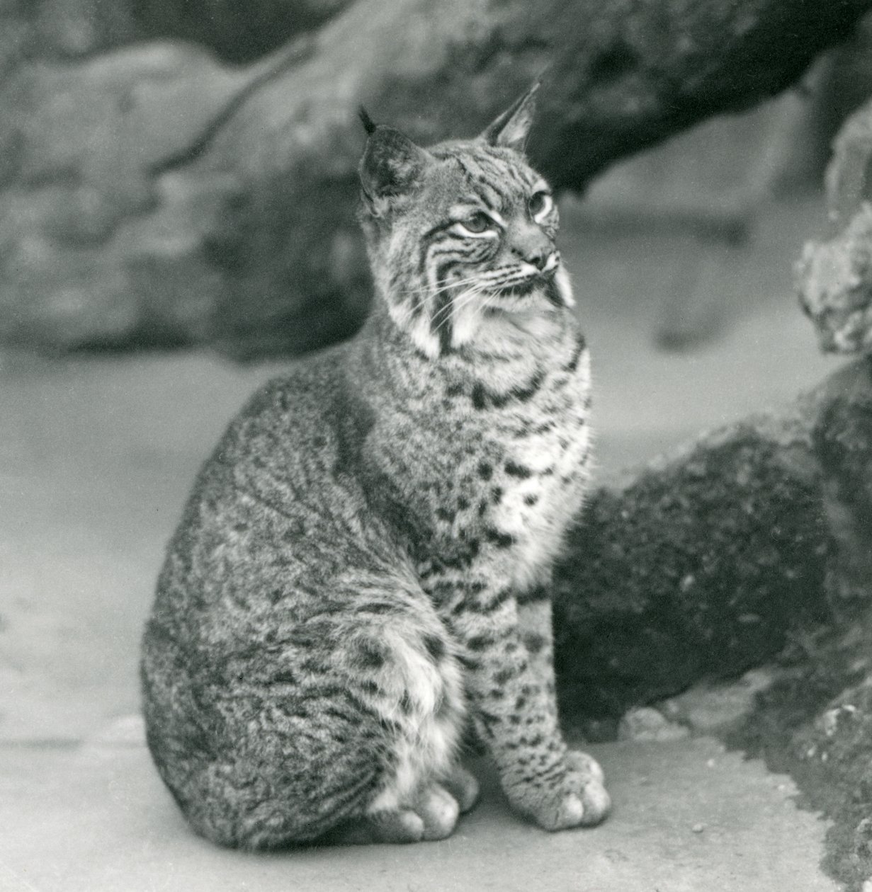 Egy Bay Lynx vagy Bobcat ül a londoni állatkertben, 1927. március alkotó: Frederick William Bond
