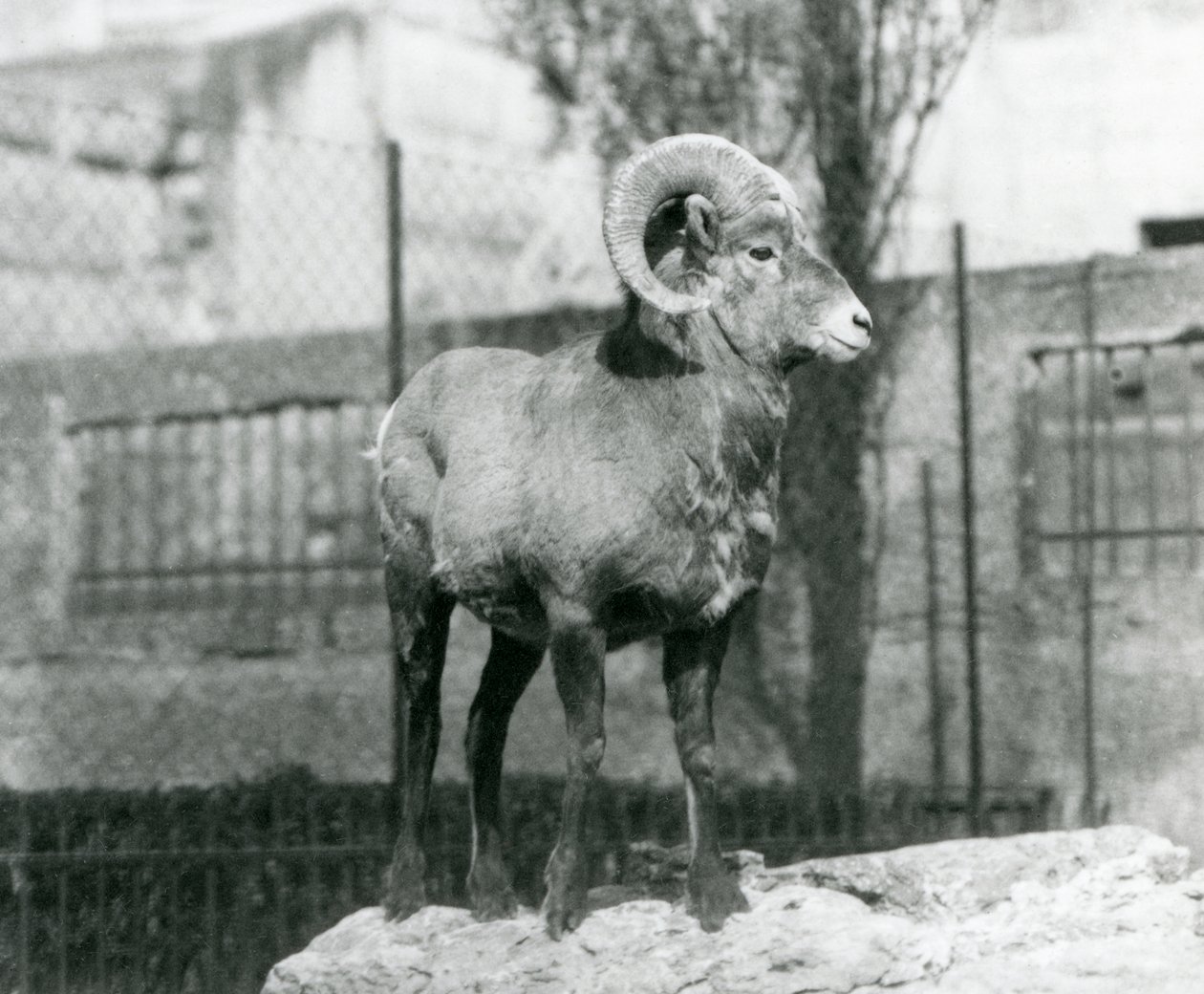 Egy Bighorn Sheep kos egy sziklán áll, és kinézett a kifutójára a Mappin Terraces lábánál, a londoni állatkertben. 1931 (f/w fotó) alkotó: Frederick William Bond