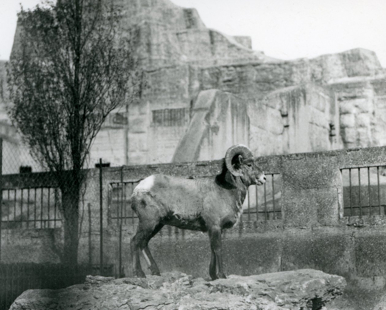 Egy Bighorn Sheep kos egy sziklán áll, és kinézett a kifutójára a Mappin Terraces lábánál, a londoni állatkertben. 1931 (f/w fotó) alkotó: Frederick William Bond