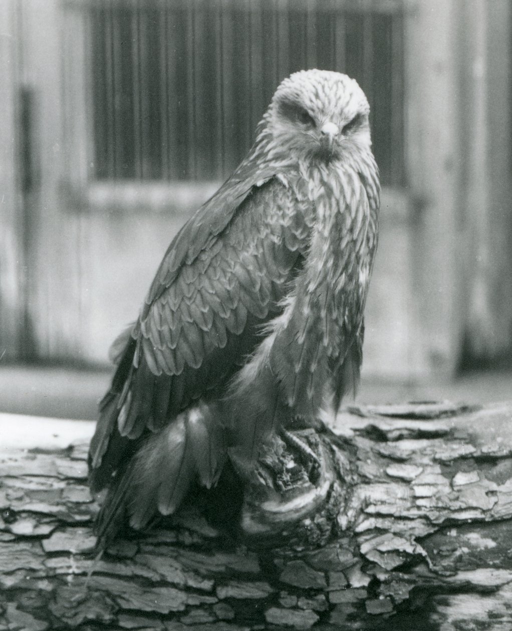 A Black Kite resting on a log, London Zoo, August 1926 (b/w photo) alkotó: Frederick William Bond