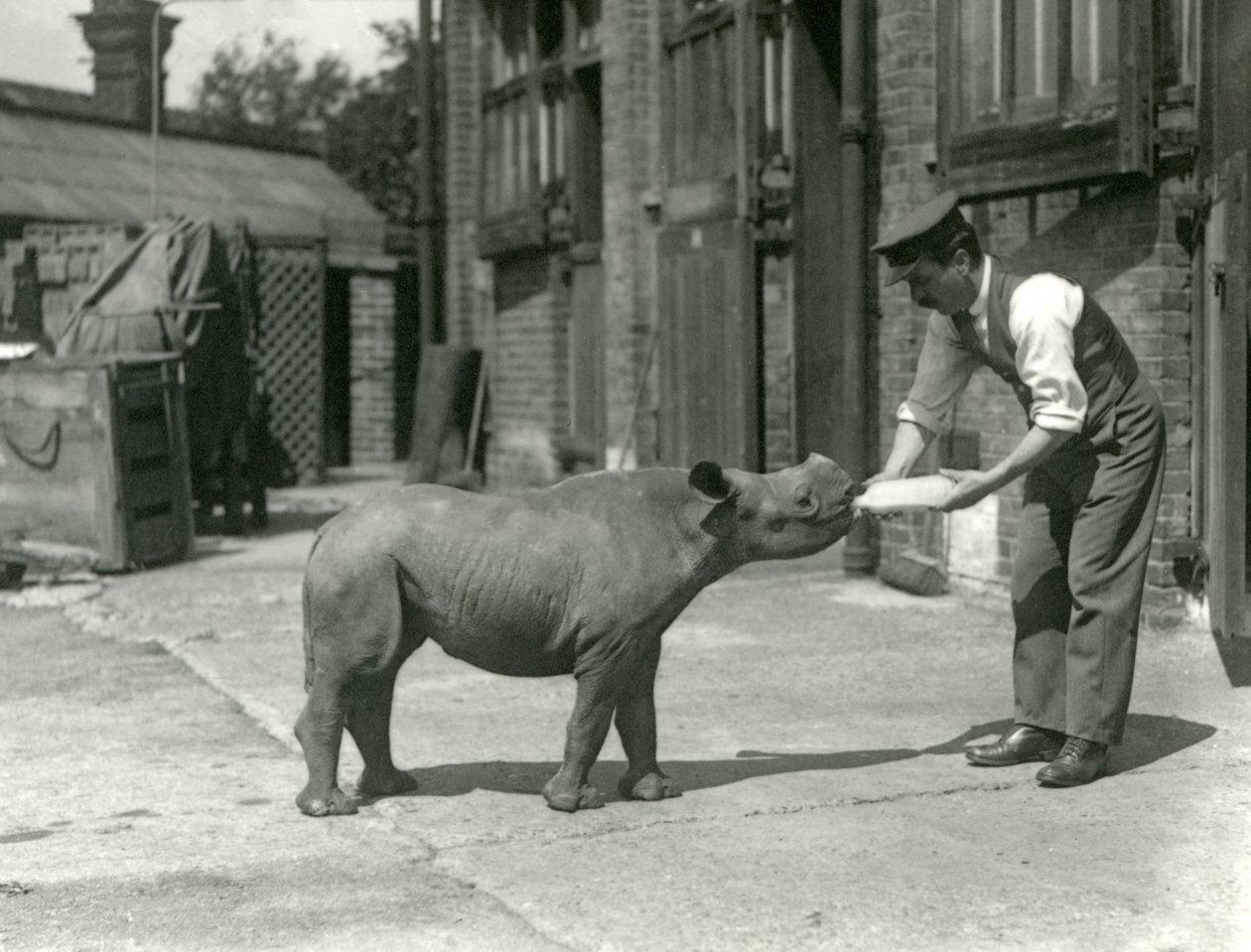 Egy fekete orrszarvú borjút palackkal etet a gazdája, a Londoni Állatkert, 1928. szeptember alkotó: Frederick William Bond