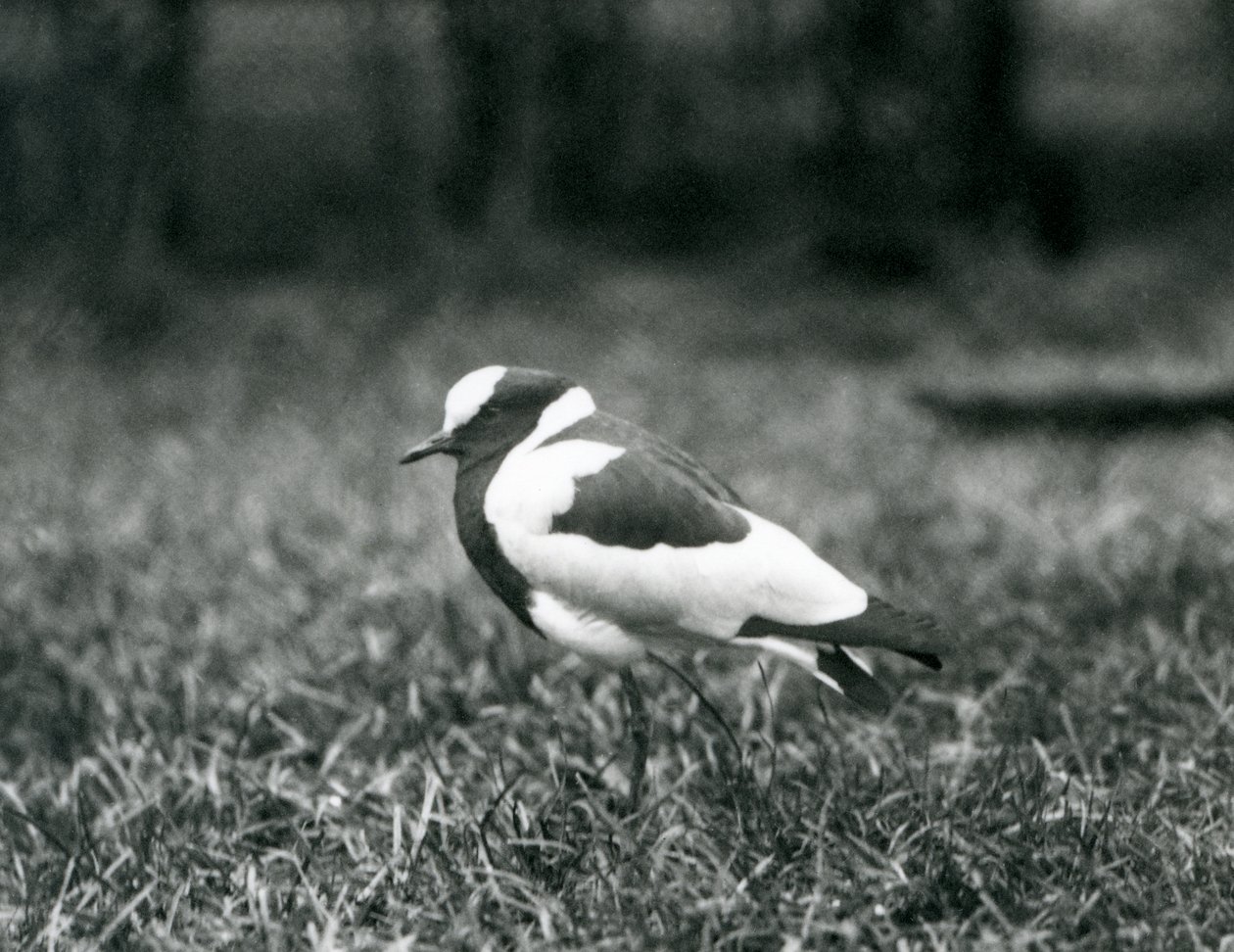 Egy Blacksmith Lapwing fűben áll a londoni állatkertben, 1927 augusztusában alkotó: Frederick William Bond