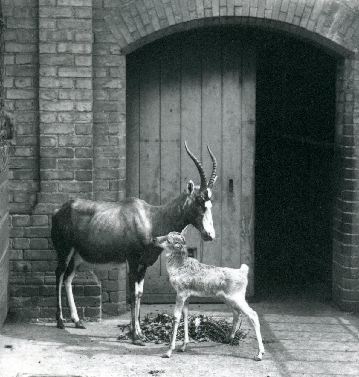 Egy bleszboki borjú az anyjával a londoni állatkertben, 1914 júniusában alkotó: Frederick William Bond