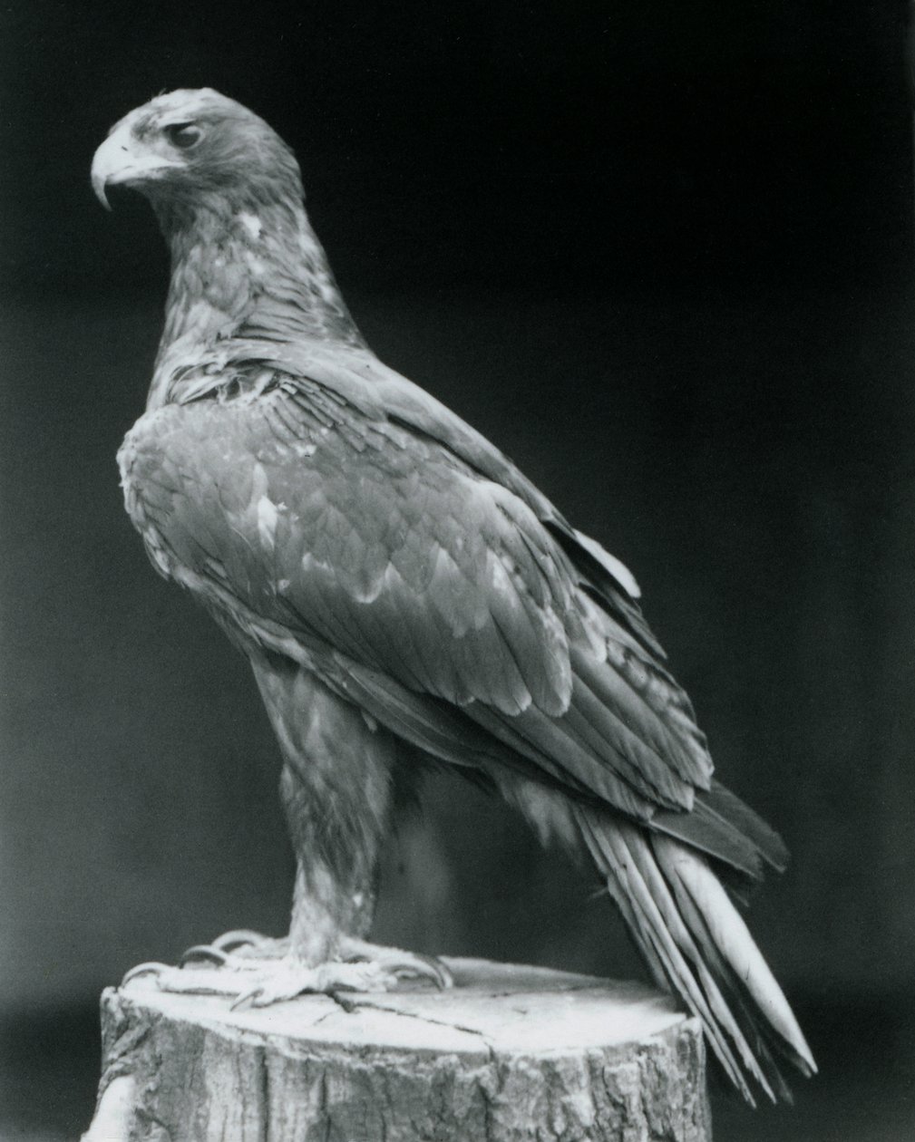 Egy csizmás sas egy fatönkön áll a londoni állatkertben 1926 júniusában alkotó: Frederick William Bond