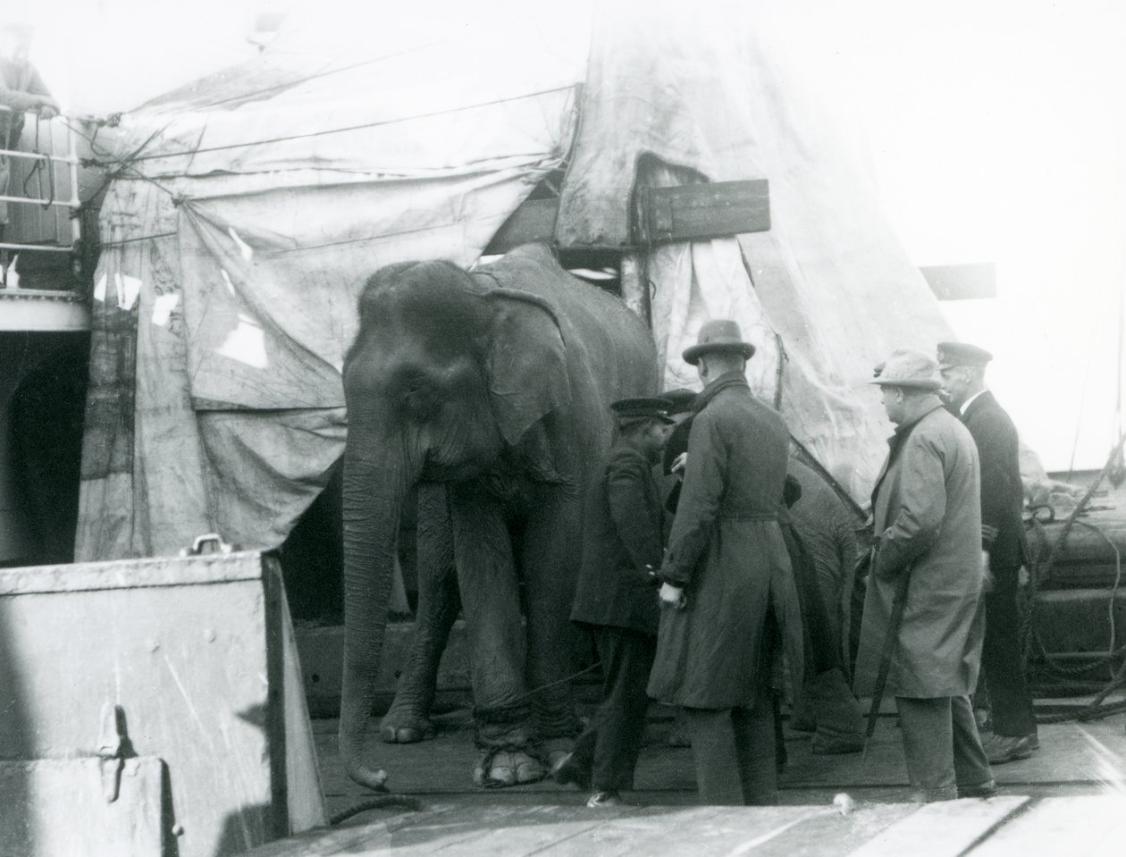 Egy burmai elefánt, aki részben a fedélzeten ponyva alatt bújt meg, egy edzővel és négy másik férfival a londoni állatkertbe utazott 1927-ben (f/w fotó) alkotó: Frederick William Bond