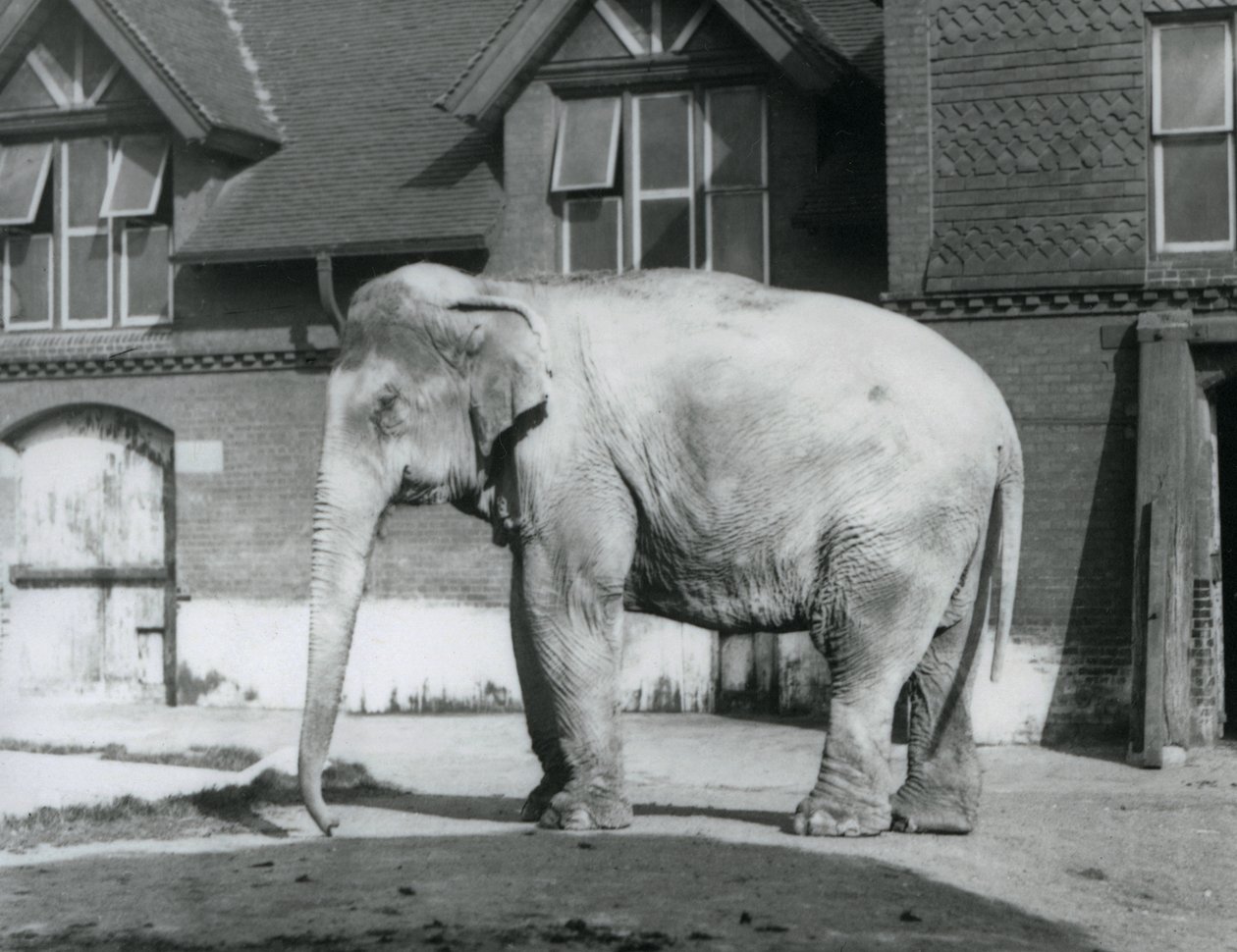 Egy burmai elefánt a londoni állatkert Elephant House előtt áll alkotó: Frederick William Bond