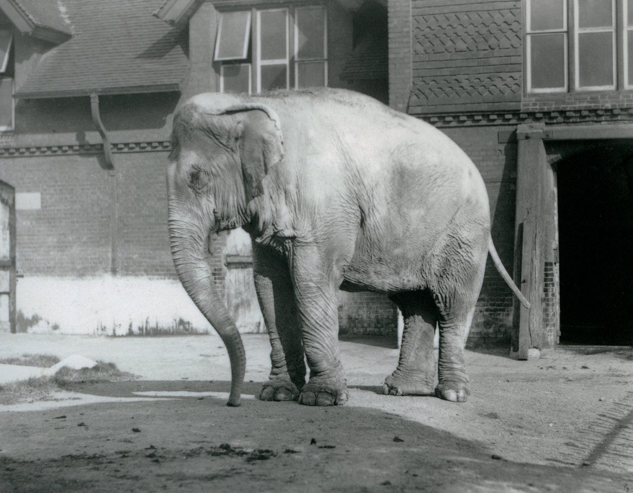 Egy burmai elefánt a londoni állatkert elefántháza előtt 1929-ben (f/w fotó) alkotó: Frederick William Bond