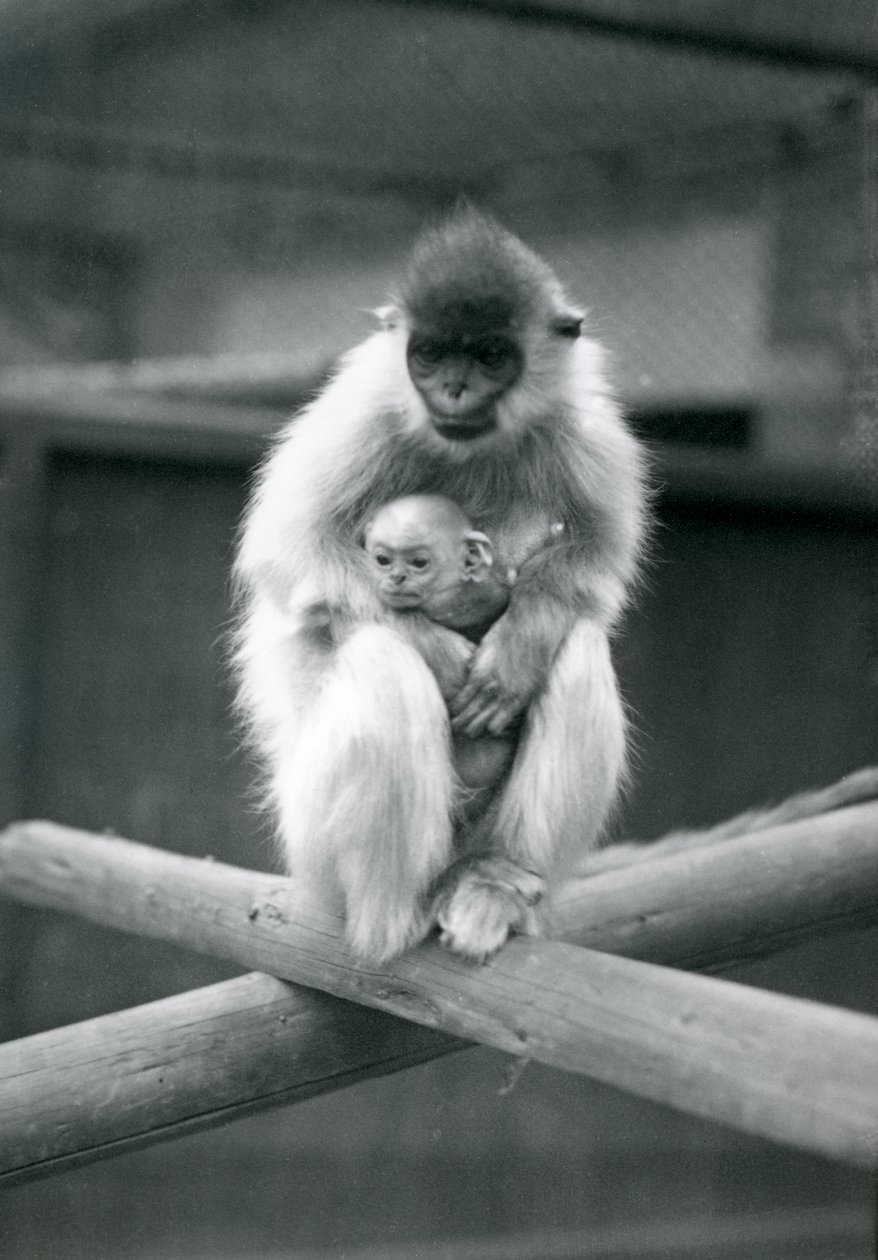 Egy sapkás Langur tartja a babát, miközben egy gerendán ül. Londoni Állatkert, 1913. október 6 alkotó: Frederick William Bond